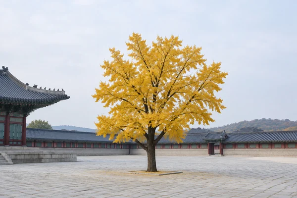 ginkgo.jpg, original