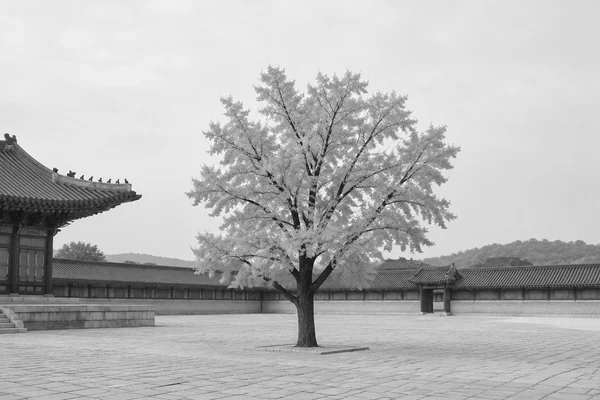 ginkgo.jpg after: image.grayscale()