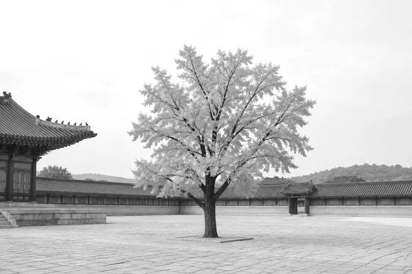 ginkgo.jpg after: image.brightness(0.1)