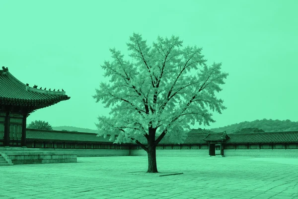 ginkgo.jpg after: image.curve("rgb", [0, 0.1, 0.4, 0.65, 0.9, 1])