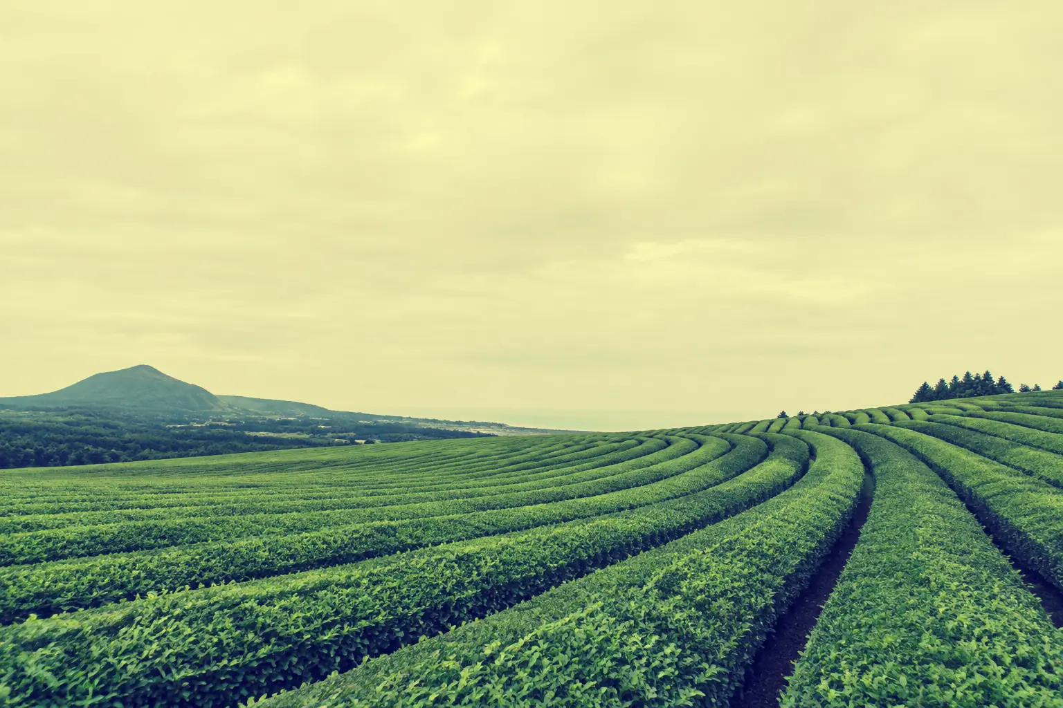 tea-field.jpg after Cross-processed