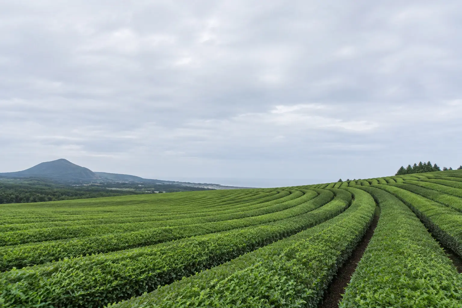 tea-field.jpg, original