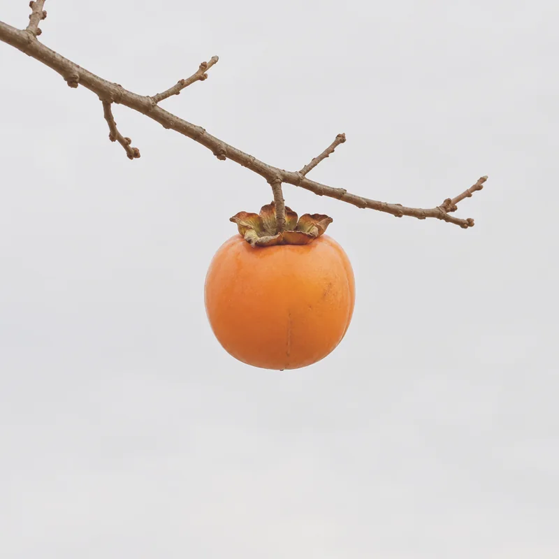 persimmon.jpg with warm-matte.json