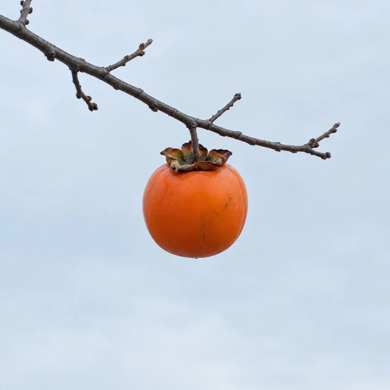 persimmon.jpg, original